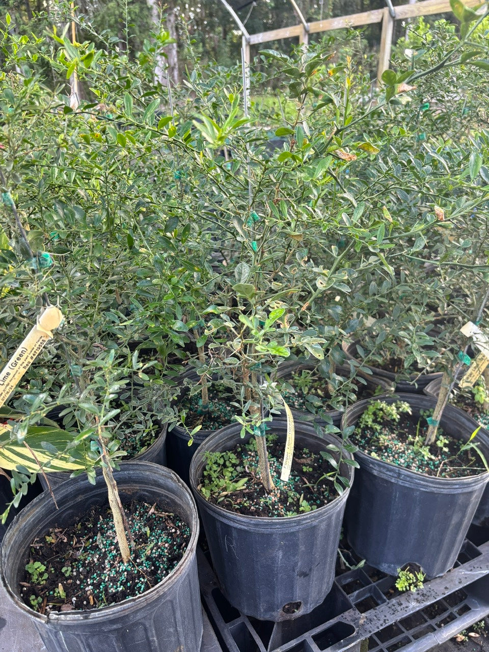 Green Finger Lime Tree- Chanh Mong Tay Xanh