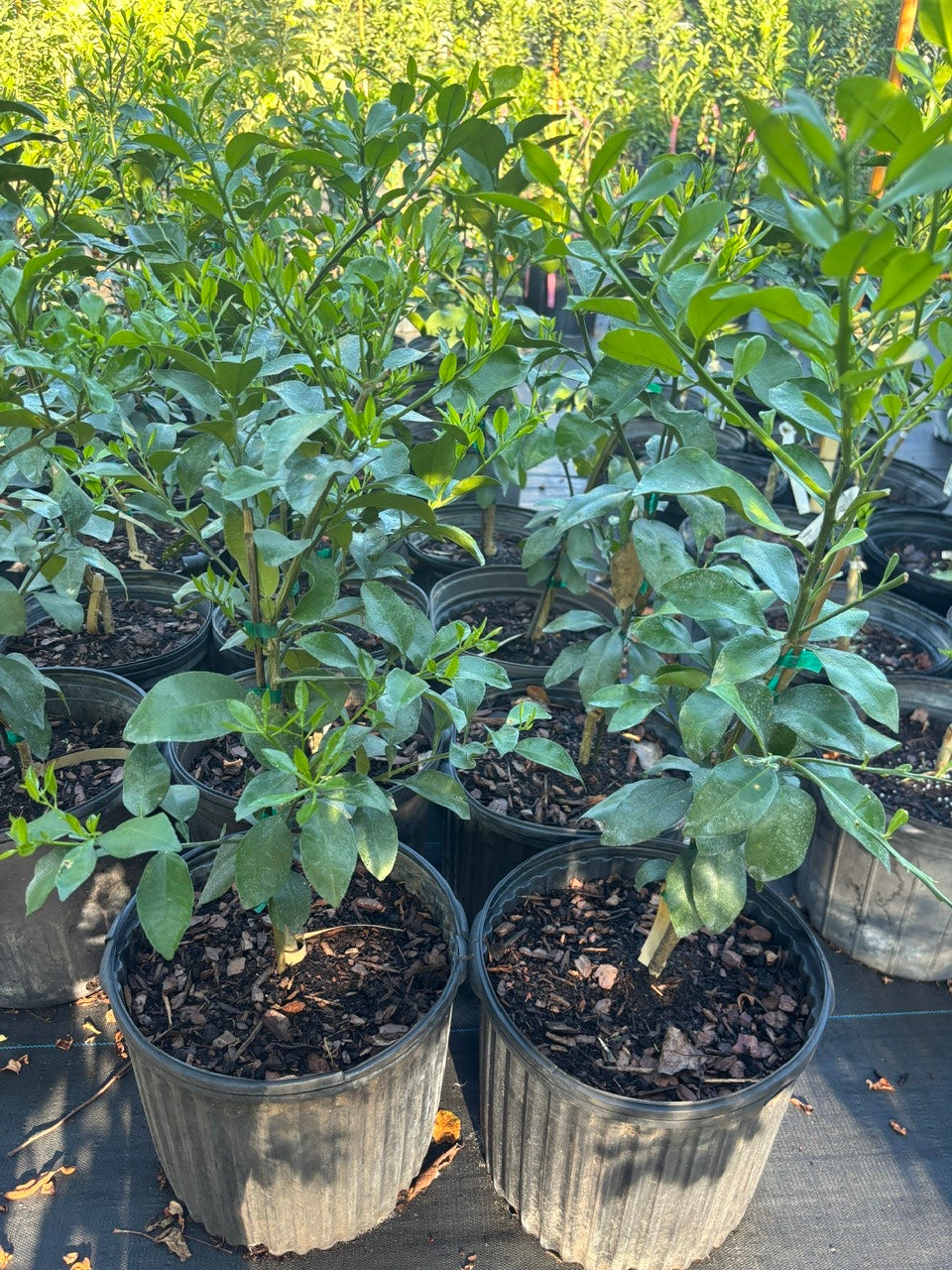 Grapefruit Tree- buoi