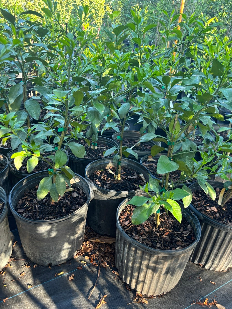 Grapefruit Tree- buoi