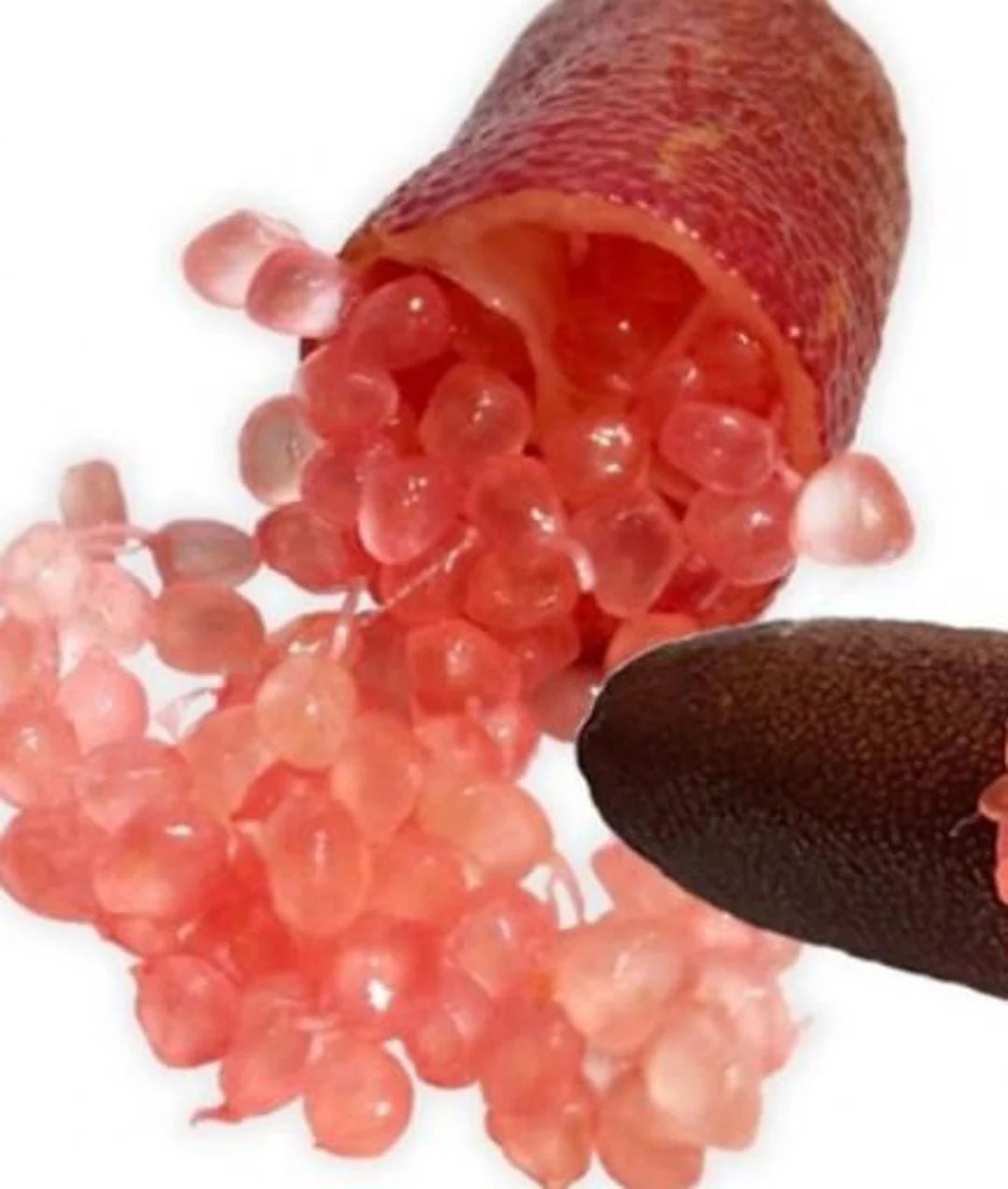 Red Finger Lime Tree- chanh mong tay do