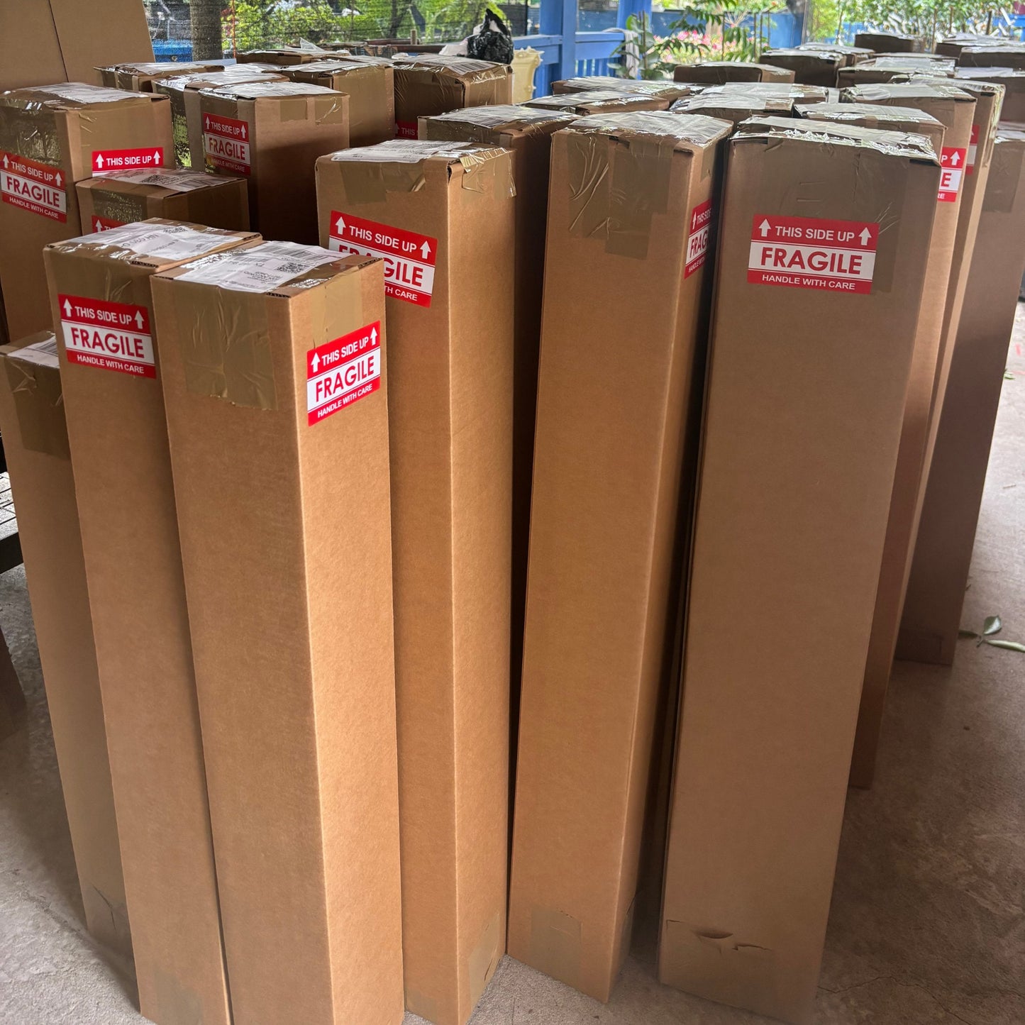 Pink Finger Lime Tree - grafted- 1-2 feet tall - Ready to Grow.