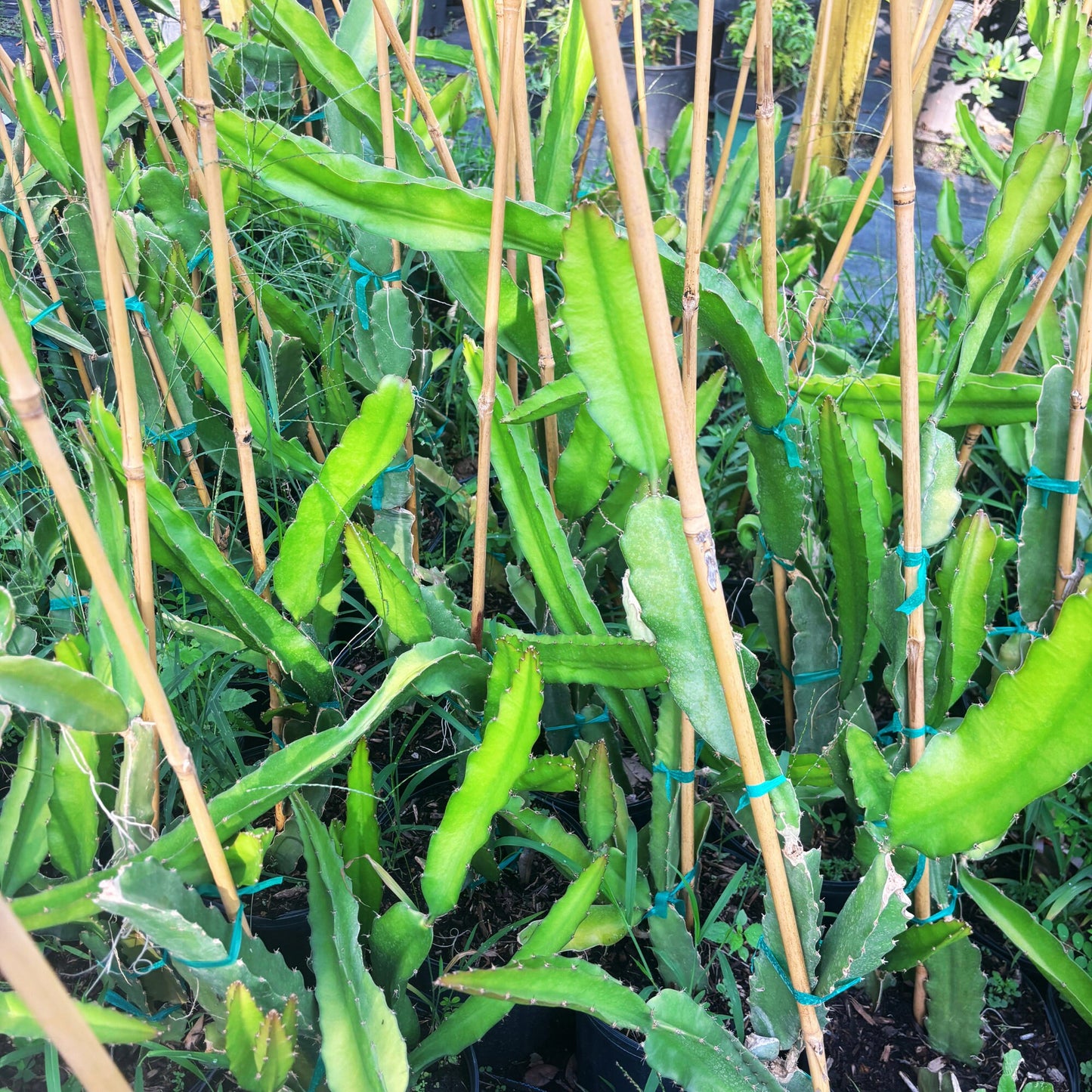 White Dragon Fruit Tree - 3 Gal, 2-3 Feet - Exotic Garden Addition
