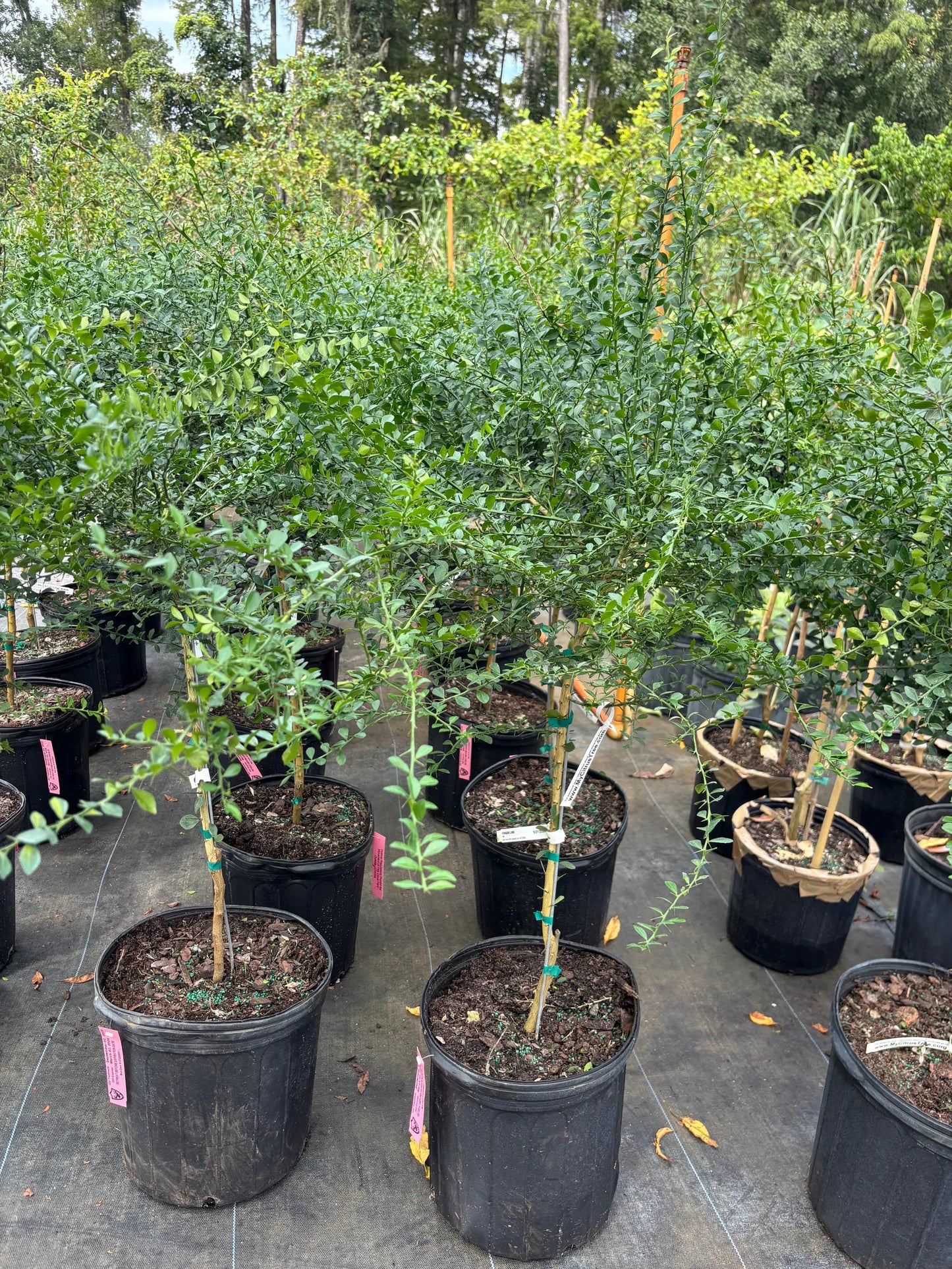 Red Finger Lime Tree- chanh mong tay do