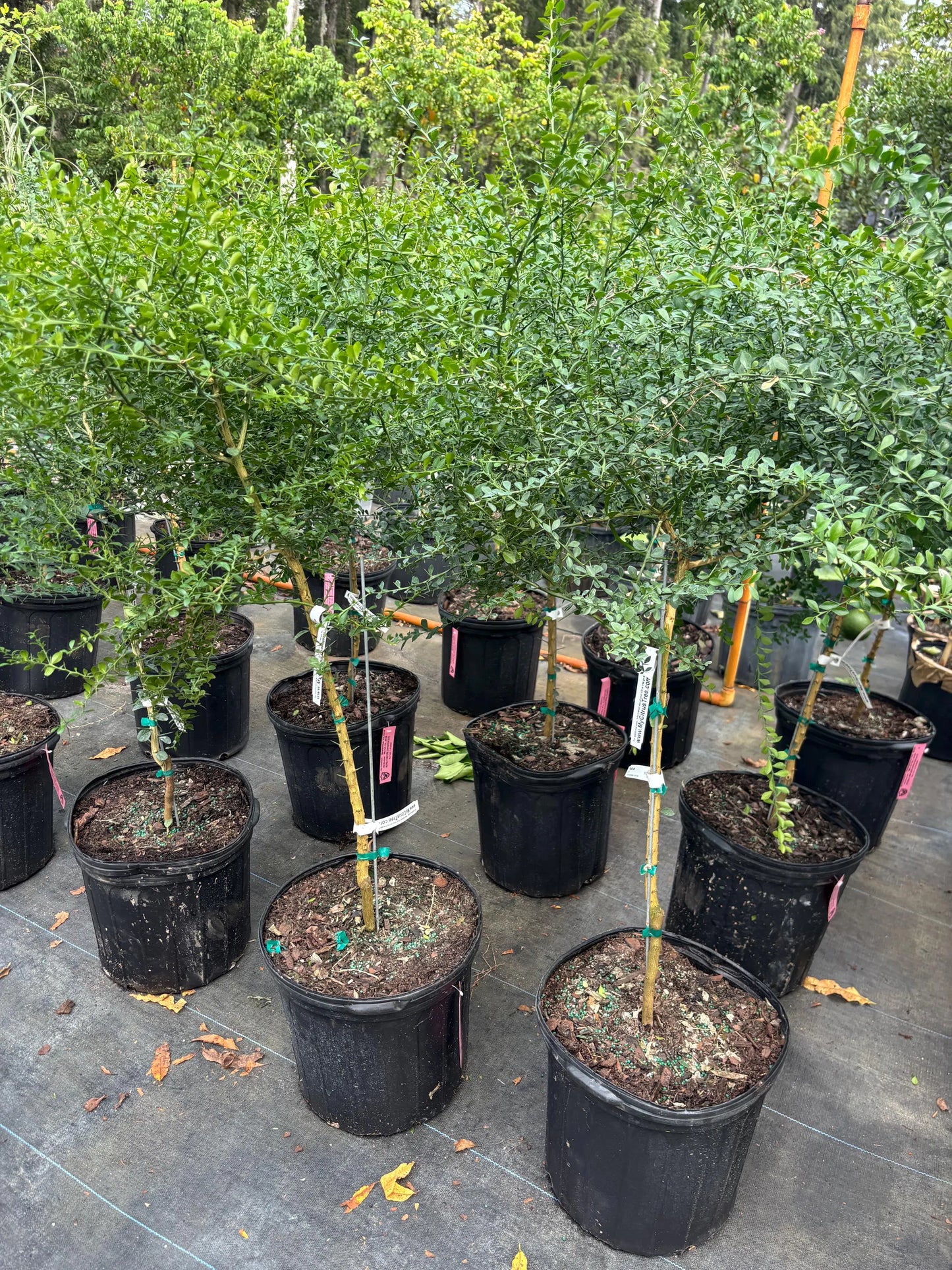 Red Finger Lime Tree- chanh mong tay do