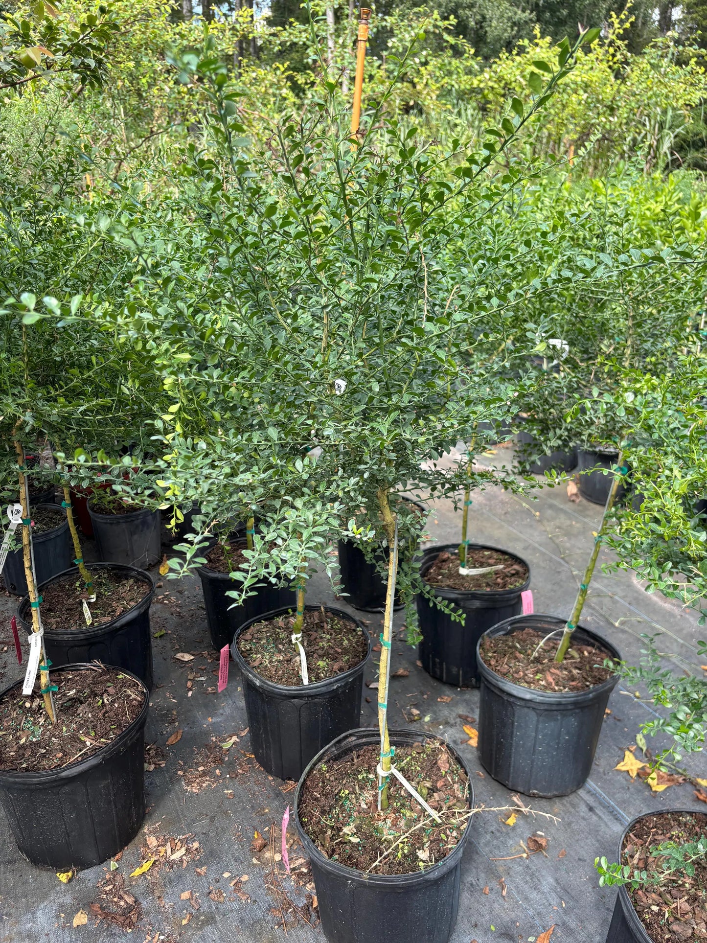 Red Finger Lime Tree- chanh mong tay do