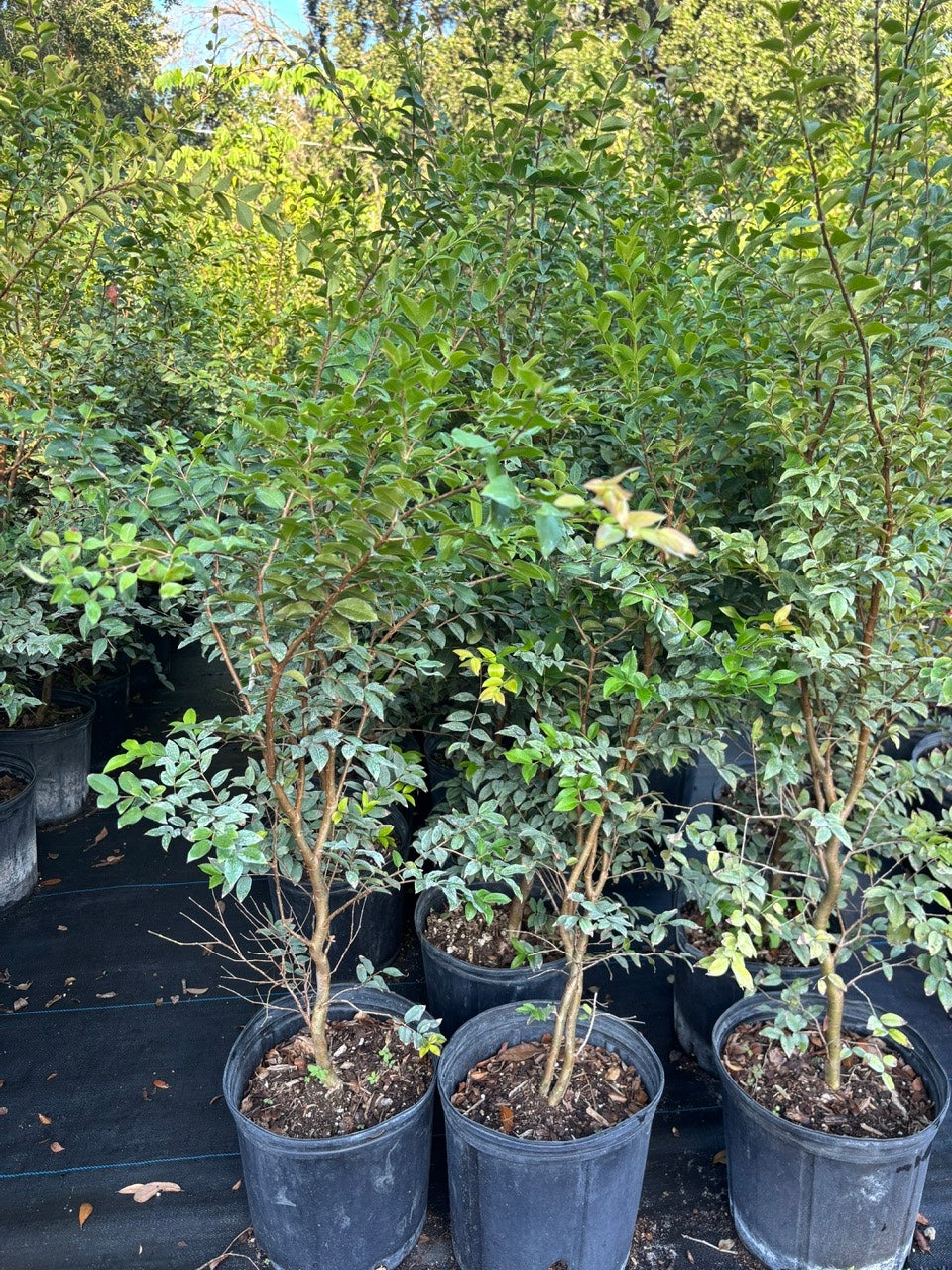 Jaboticaba Fruit Tree- Nho Than Go