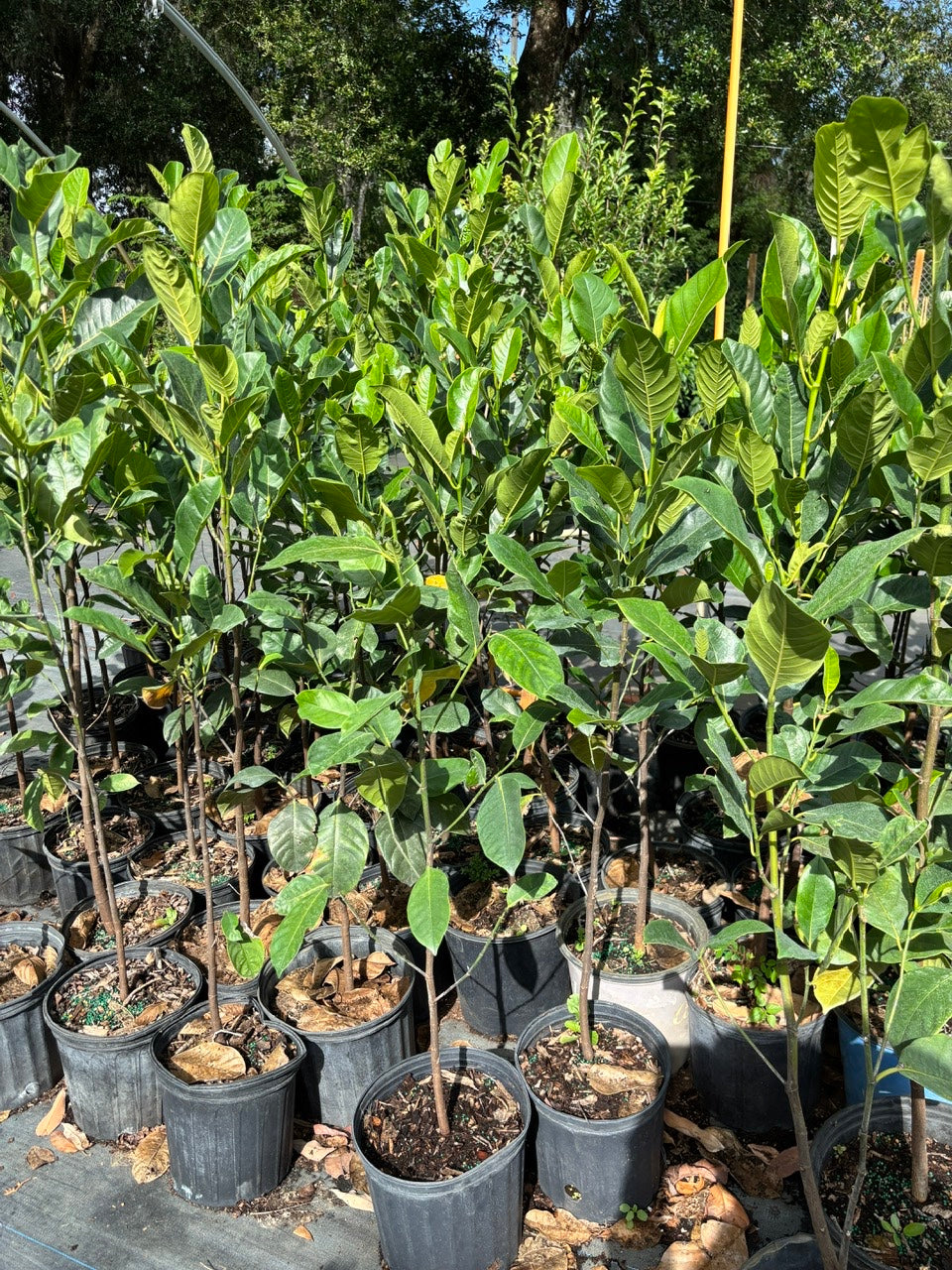 Jackfruit Tree- Cay Mit