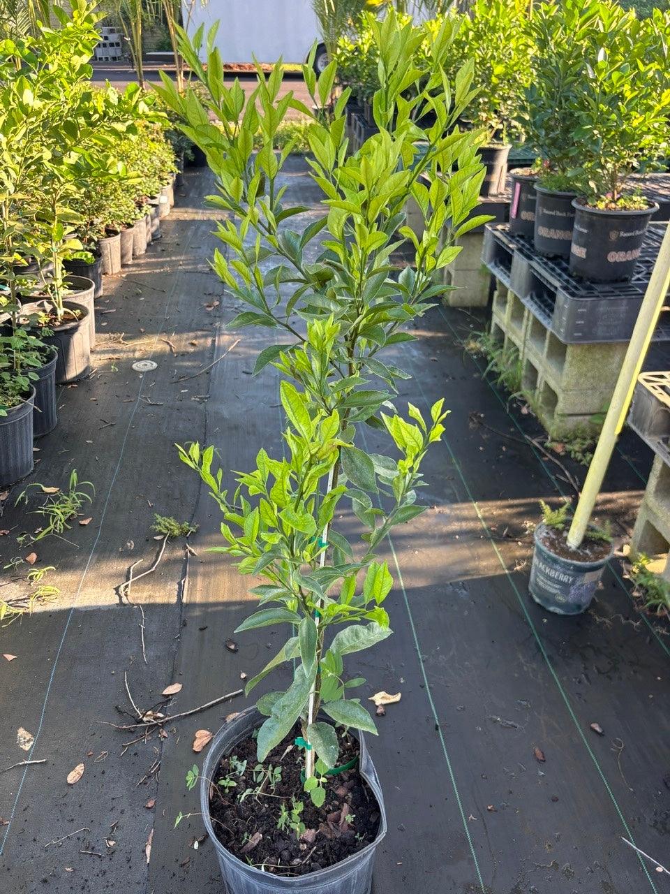 Kishu Mandarin Tree- quyt kishu