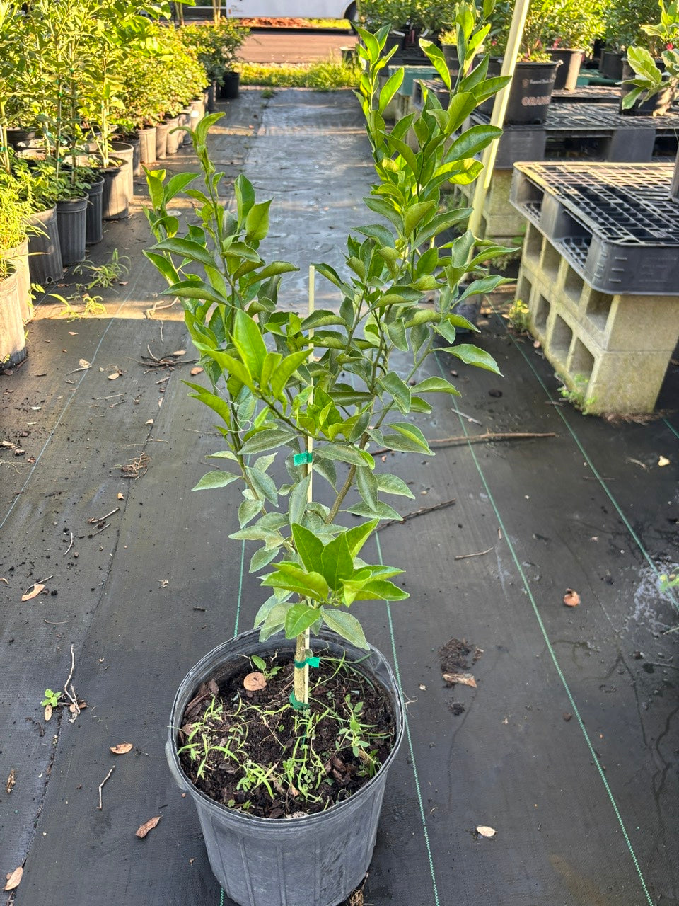 Kishu Mandarin Tree- quyt kishu