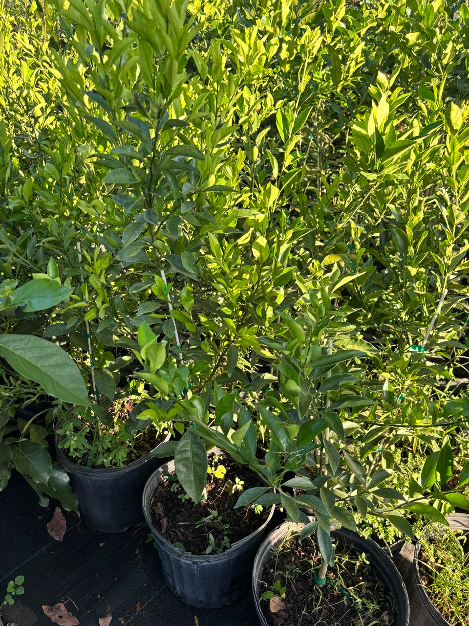 Kishu Mandarin Tree- quyt kishu