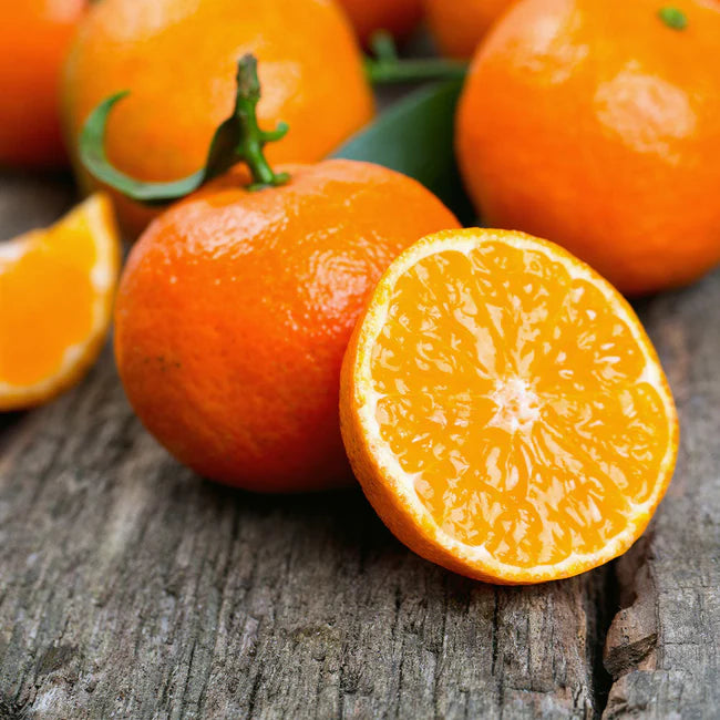Kishu Mandarin Tree- quyt kishu