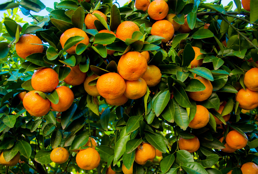 Kishu Mandarin Tree- quyt kishu