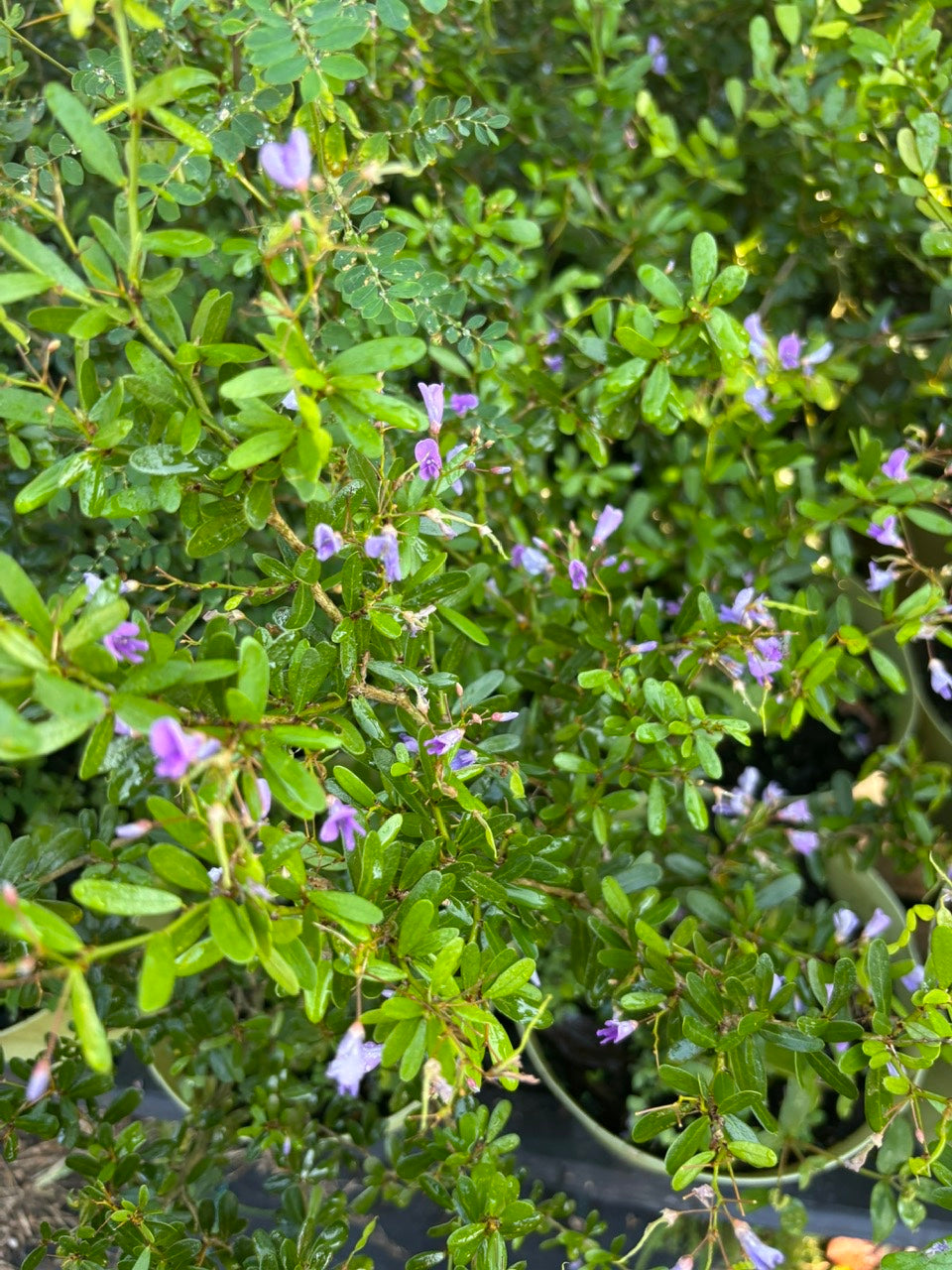Vietnamese Bluebell Flowering Plant- Cay Linh Sam
