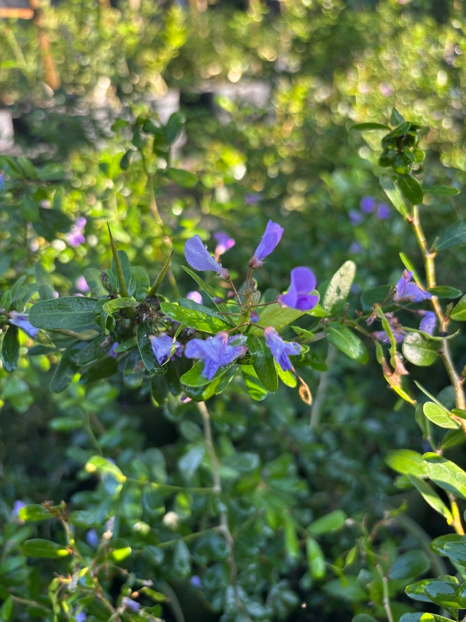 Vietnamese Bluebell Flowering Plant- Cay Linh Sam