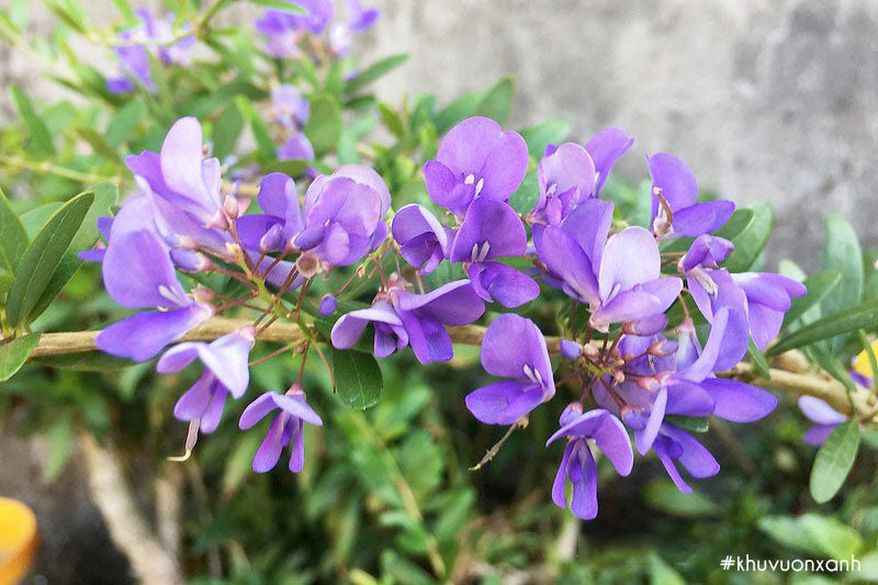 Vietnamese Bluebell Flowering Plant- Cay Linh Sam