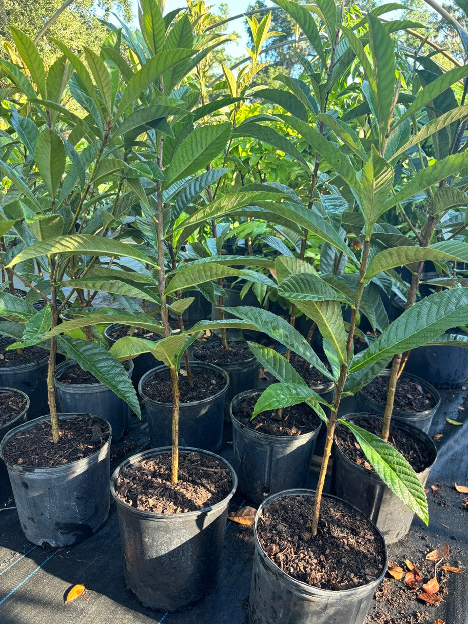 Loquat tree- Cay Son Tra