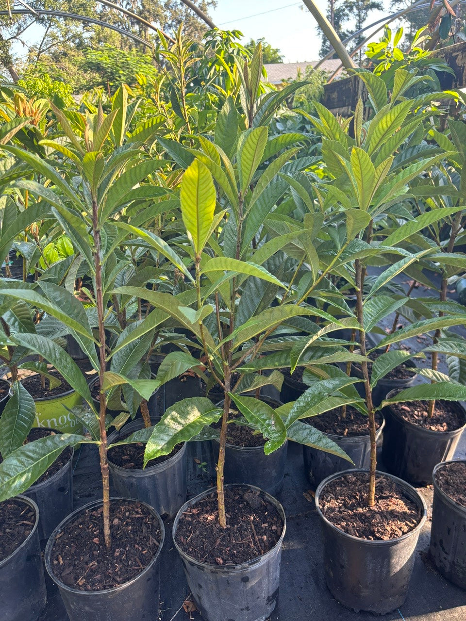 Loquat tree- Cay Son Tra