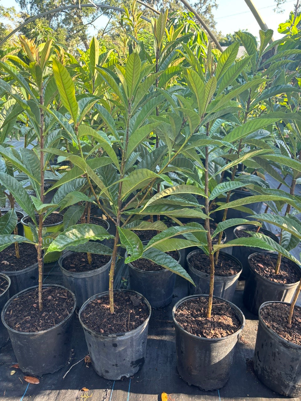 Loquat tree- Cay Son Tra