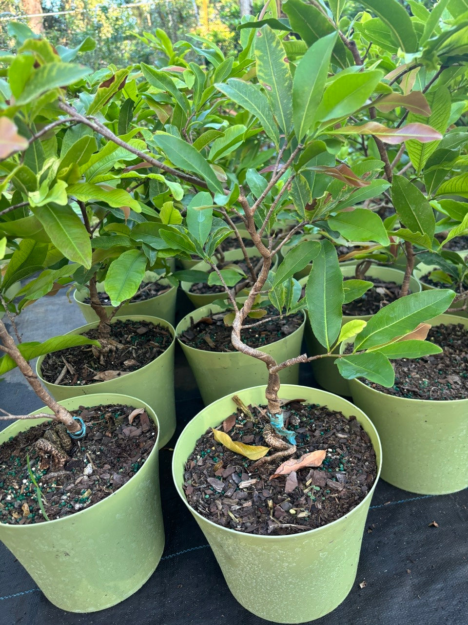 Mai Sieu Nu bonsai tree- Ochna Integerrima Bonsai tree- Mai Cuc Tho Huong