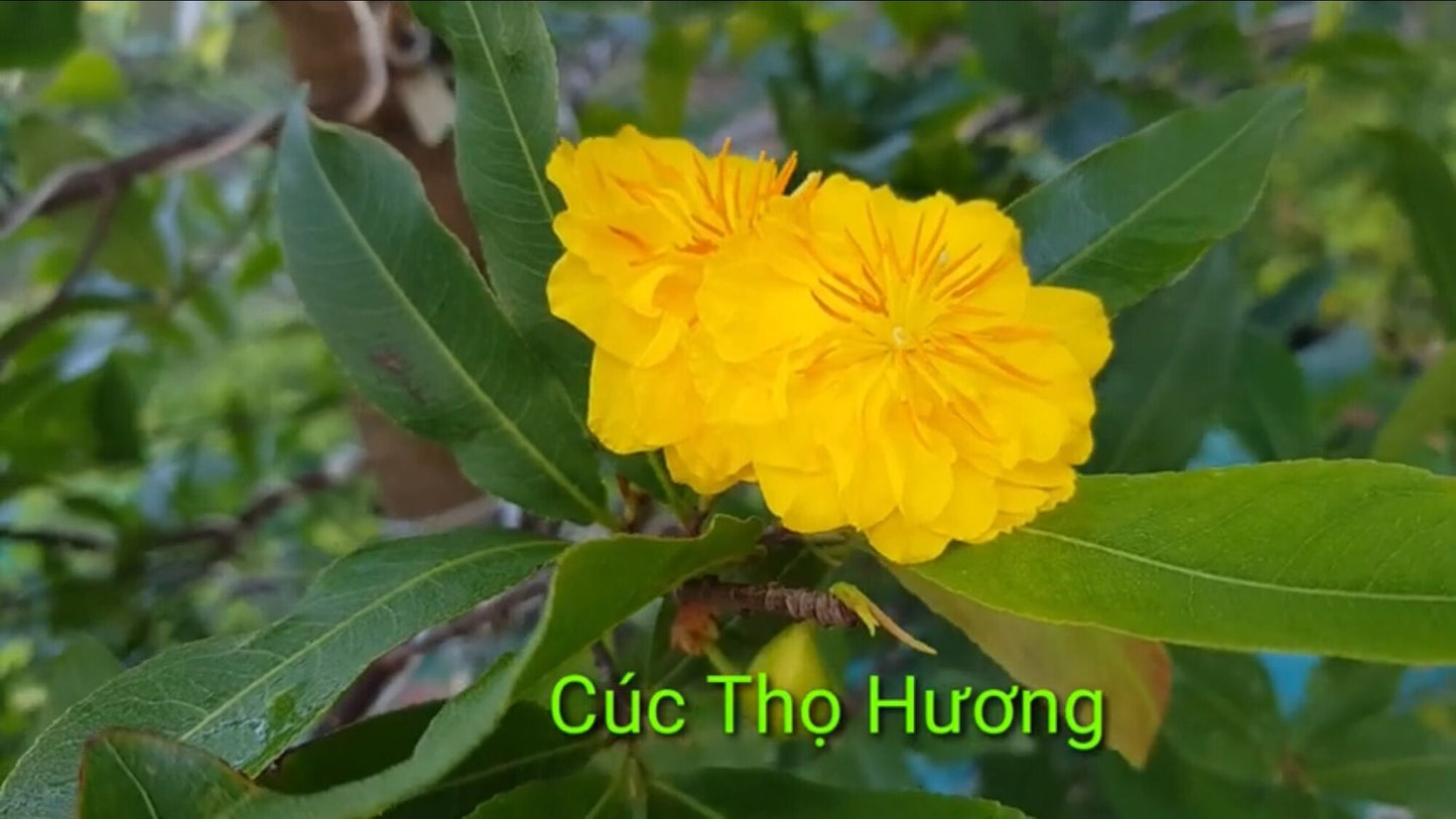 Mai Sieu Nu bonsai tree- Ochna Integerrima Bonsai tree- Mai Cuc Tho Huong