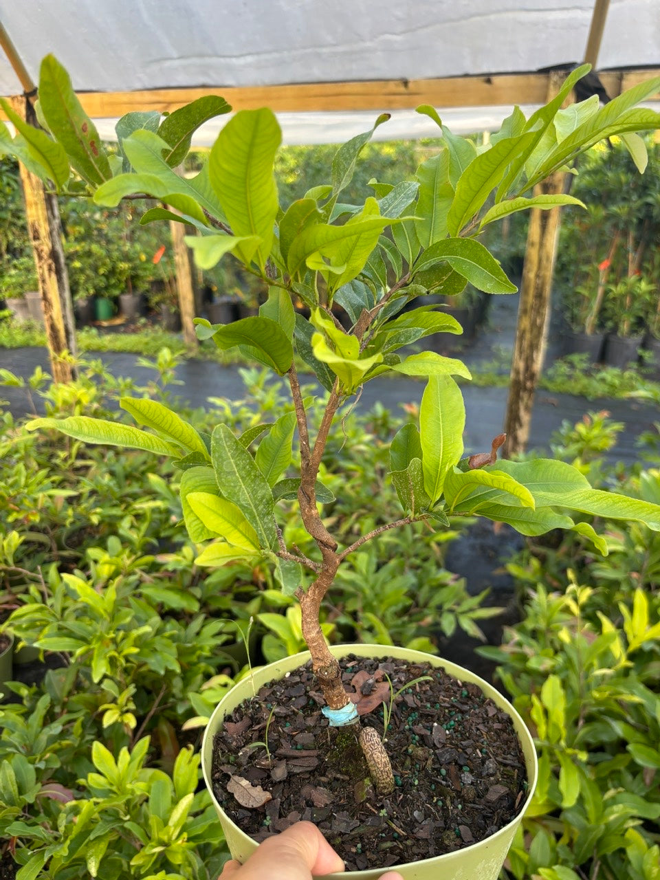 Mai Sieu Nu bonsai tree- Ochna Integerrima Bonsai tree- Mai Cuc Tho Huong