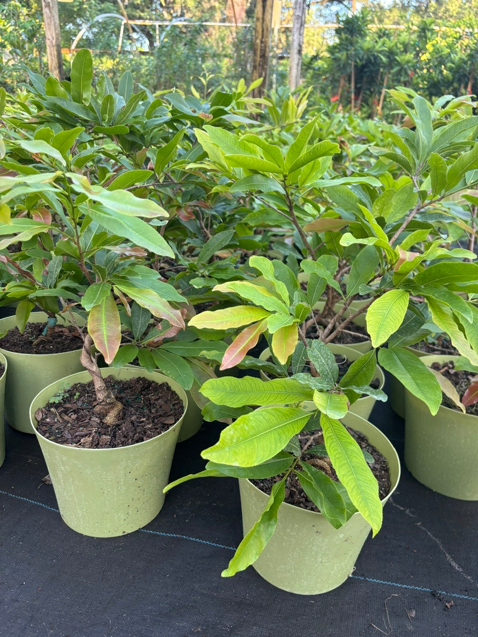 Mai Sieu Nu bonsai tree- Ochna Integerrima Bonsai tree- Mai Cuc Tho Huong
