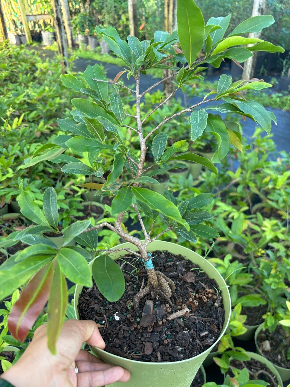 Mai Sieu Nu bonsai tree- Ochna Integerrima Bonsai tree- Mai Cuc Tho Huong