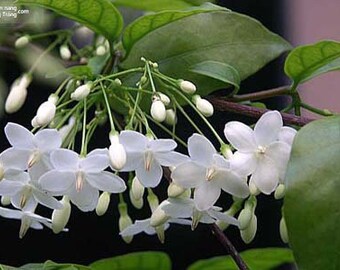 Mai Chiếu Thuỷ- Water jasmine tree- Vietnamese Hoa Mai