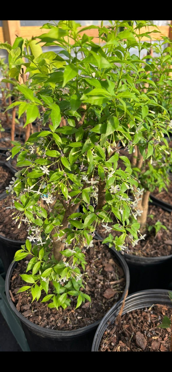 Mai Chiếu Thuỷ- Water jasmine tree- Vietnamese Hoa Mai