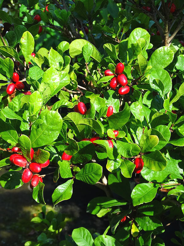 Miracle Fruit Tree- Cay Than Ky