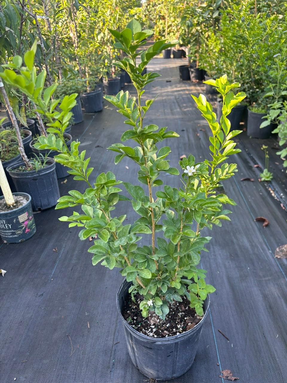 Orange Jasmine - Hoa Nguyet Que