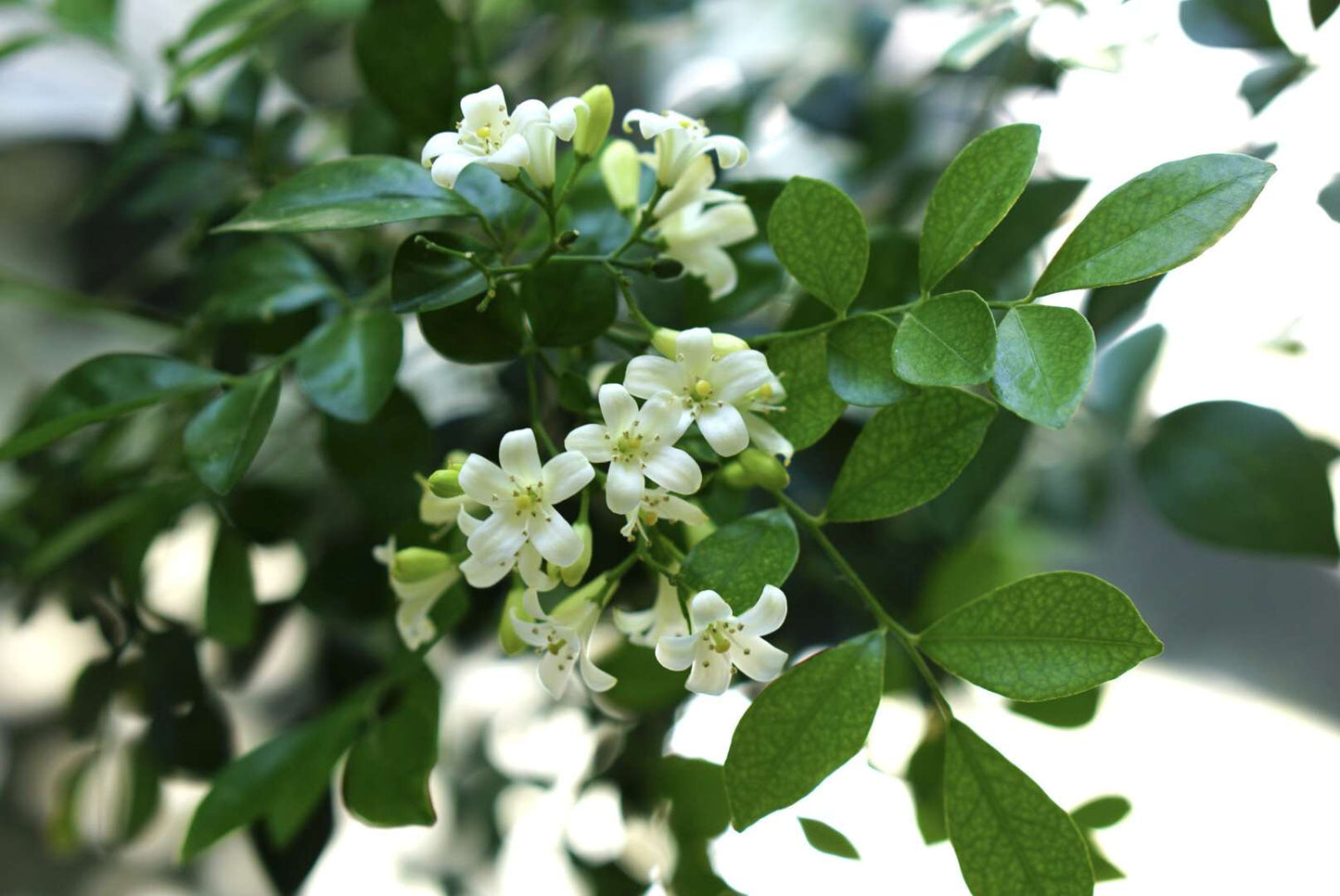 Orange Jasmine - Hoa Nguyet Que