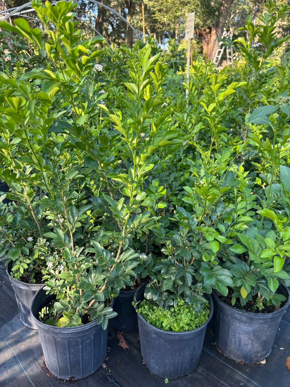 Orange Jasmine - Hoa Nguyet Que
