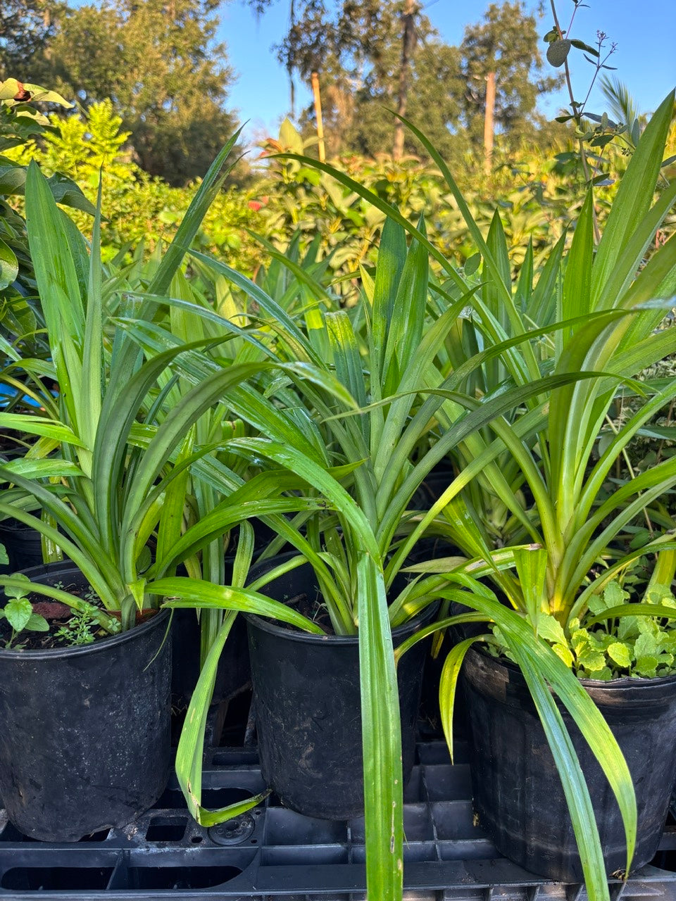 Pandan Plant- Cay La Dua