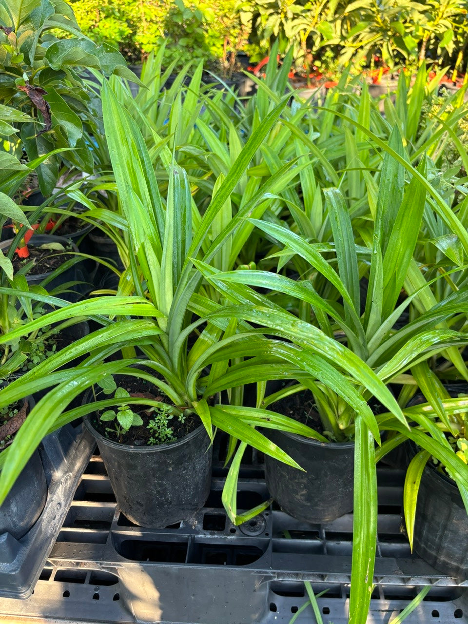 Pandan Plant- Cay La Dua