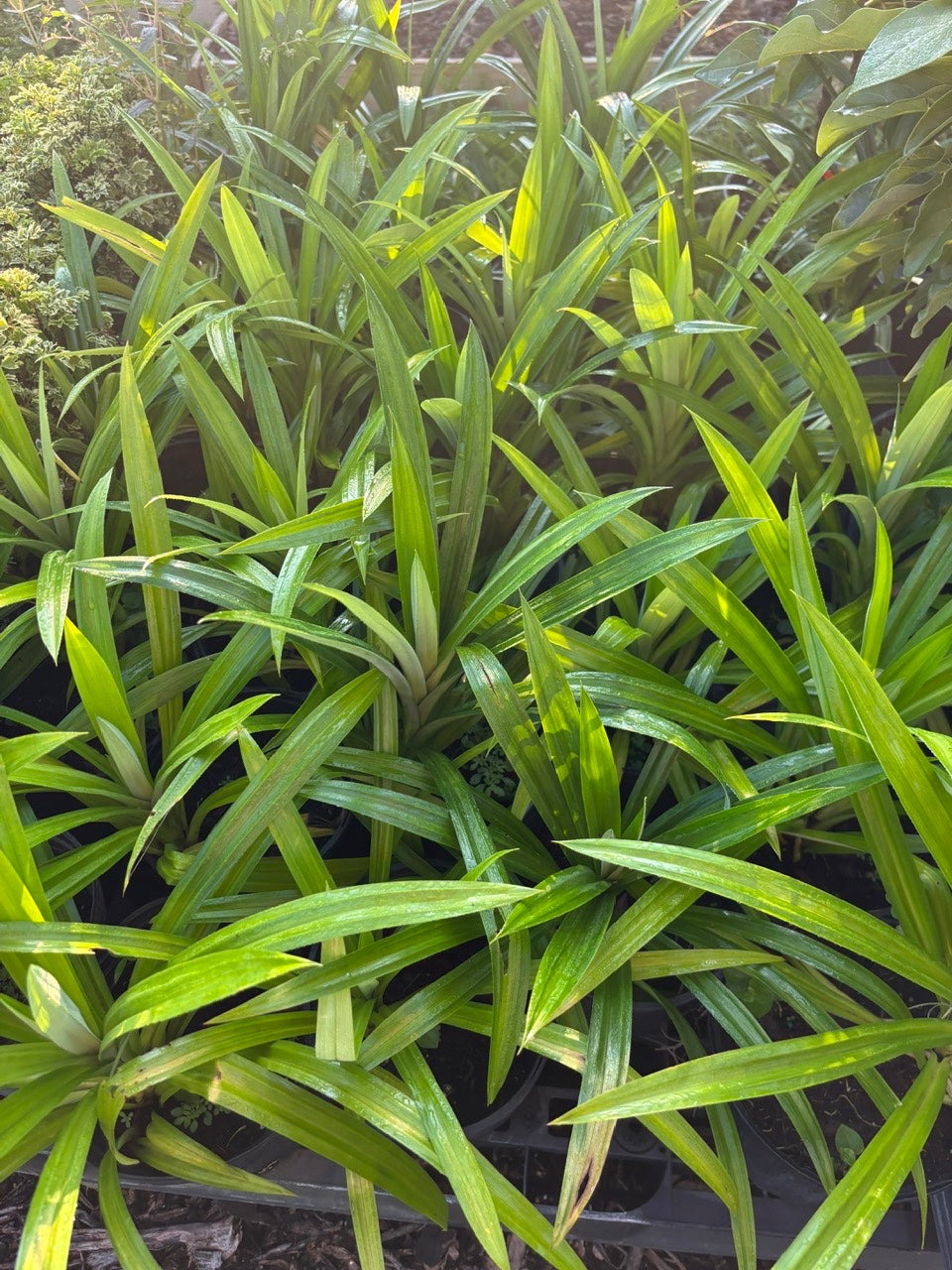 Pandan Plant- Cay La Dua