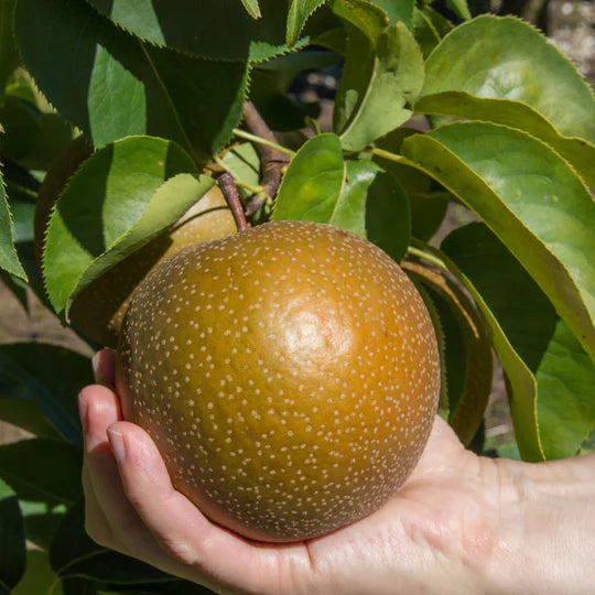 Asian Pear- Hoshui Pear- Le Han Quoc