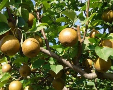 Giant Pear- Olympic Giant Pear- Le Han Quoc