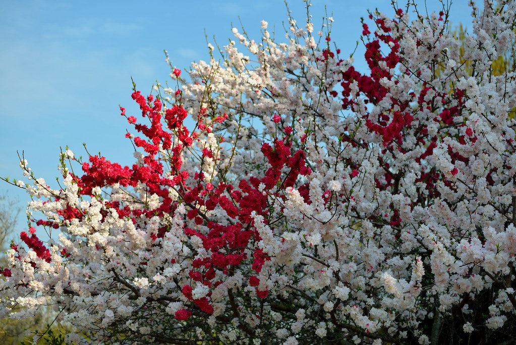 Peppermint Flowering Peach Tree- Dao 3 Mau
