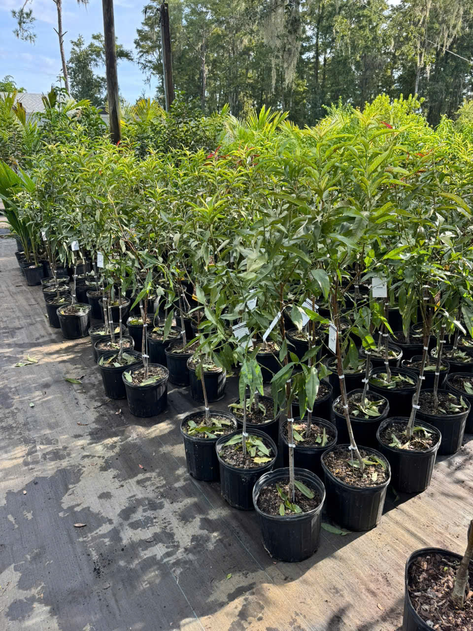 Peppermint Flowering Peach Tree- Dao 3 Mau