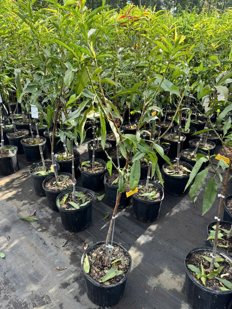 Peppermint Flowering Peach Tree- Dao 3 Mau