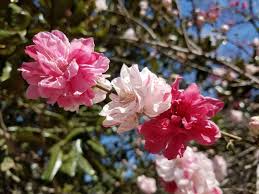 Peppermint Flowering Peach Tree- Dao 3 Mau