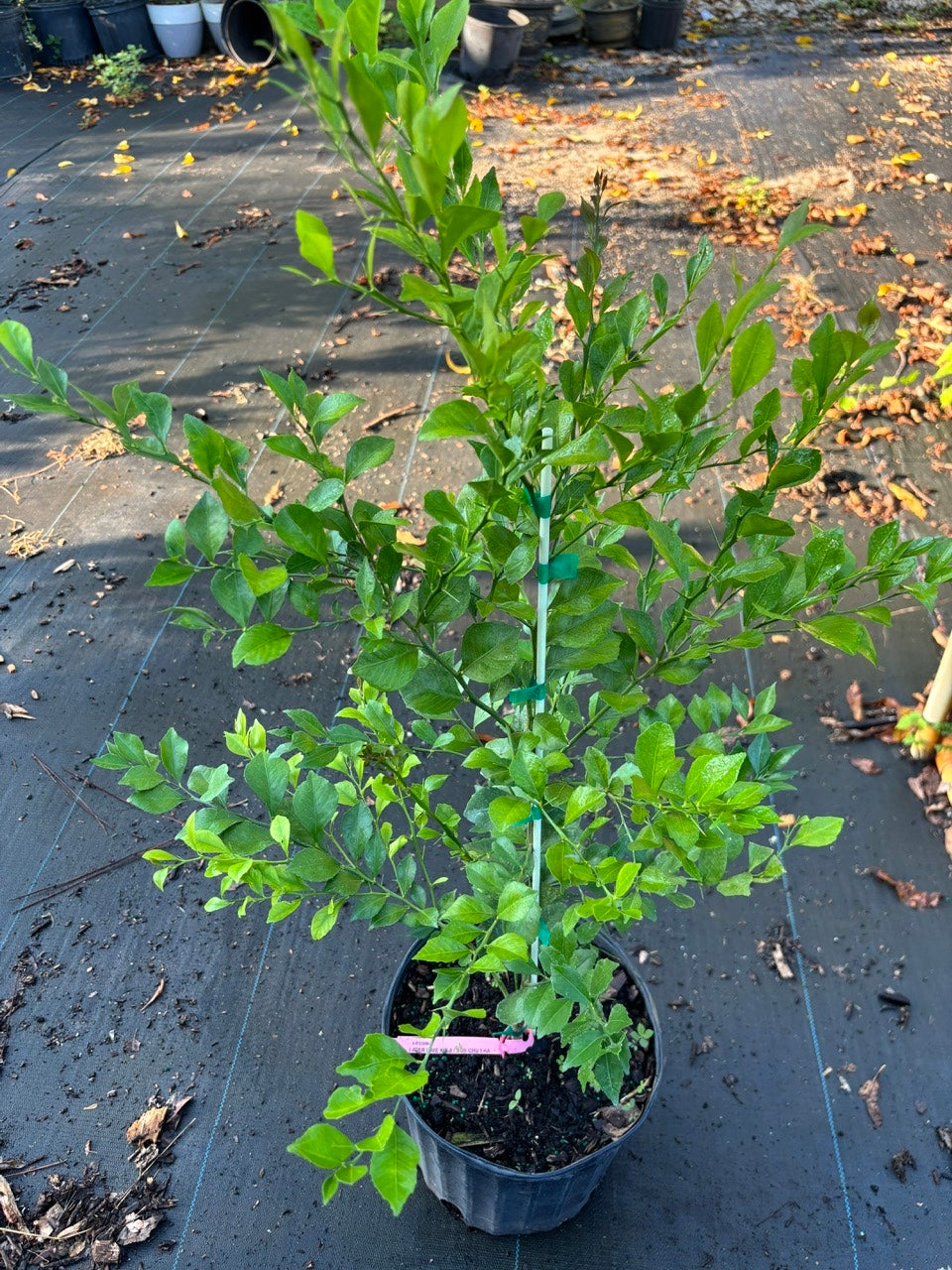 Pink Finger Lime Tree- Chanh Mong Tay Hong