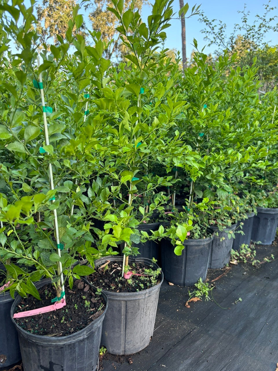 Pink Finger Lime Tree- Chanh Mong Tay Hong