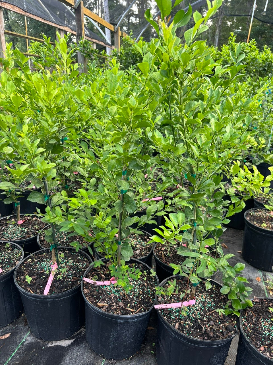 Pink Finger Lime Tree- Chanh Mong Tay Hong