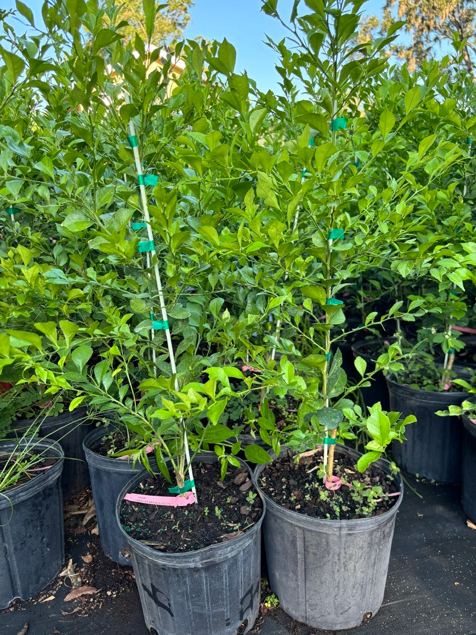 Pink Finger Lime Tree- Chanh Mong Tay Hong