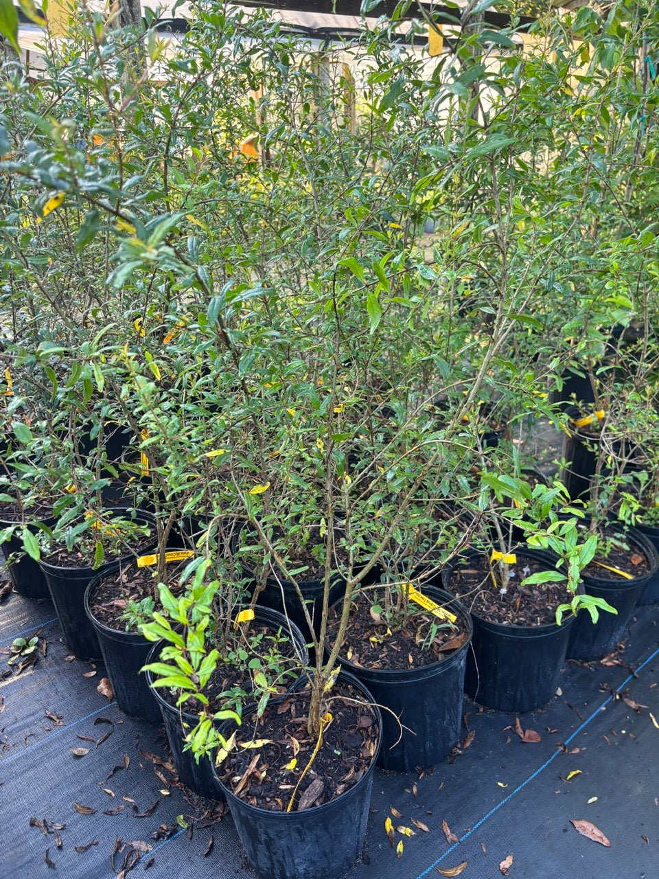 Pomegranate Tree- Luu