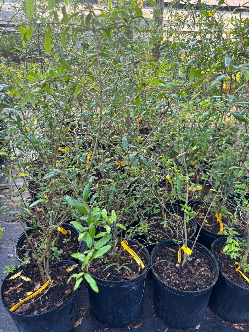 Pomegranate Tree- Luu