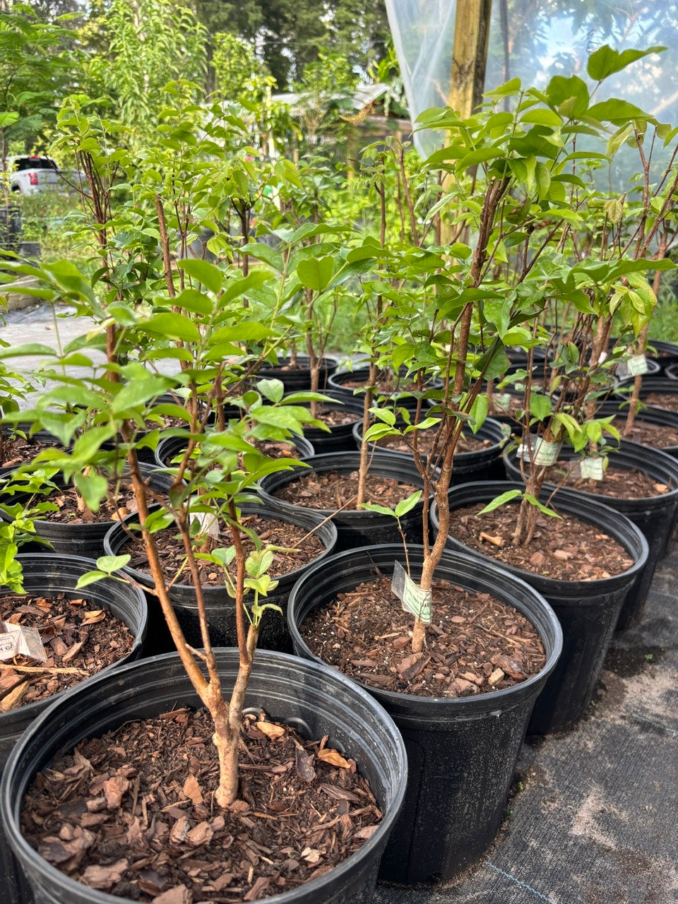 Red Hybrid-Jaboticaba Tree- Nho Than Go 12 vu
