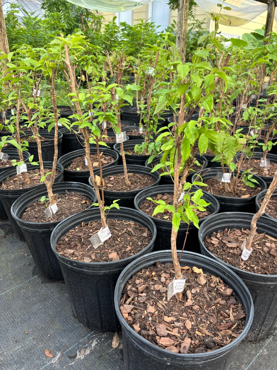 Red Hybrid-Jaboticaba Tree- Nho Than Go 12 vu